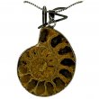 Fossilized Nautilus Shell with 1.2mm 18kgp 18" Metal Ball Chain